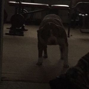 Meet your Posher, Bobby